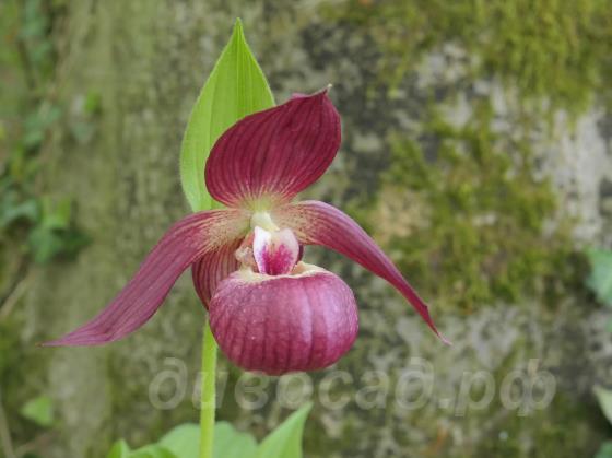 Cypripedium Henning Pinkepank