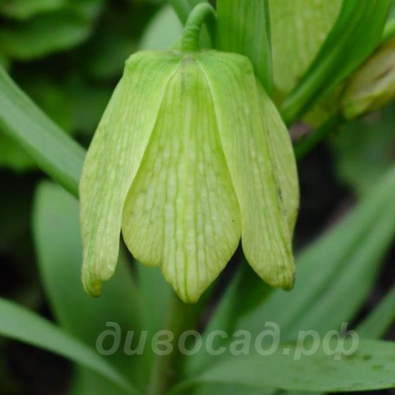 Fritillaria pallidiflora