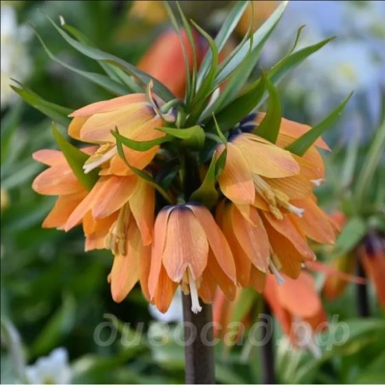 Fritillaria Paradise Beauty