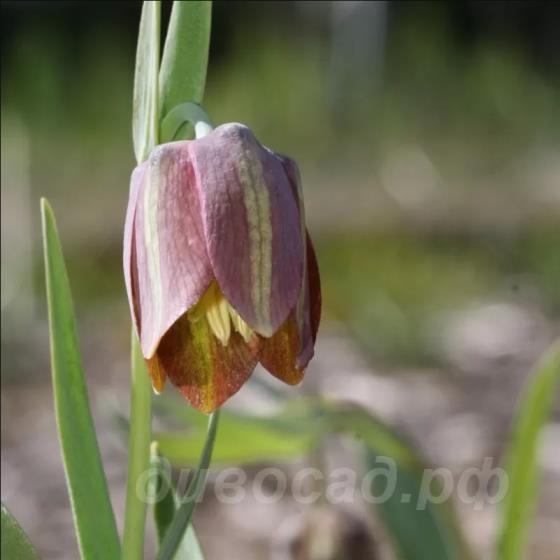 Fritillaria thessala Milea