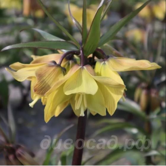 Fritillaria Helena