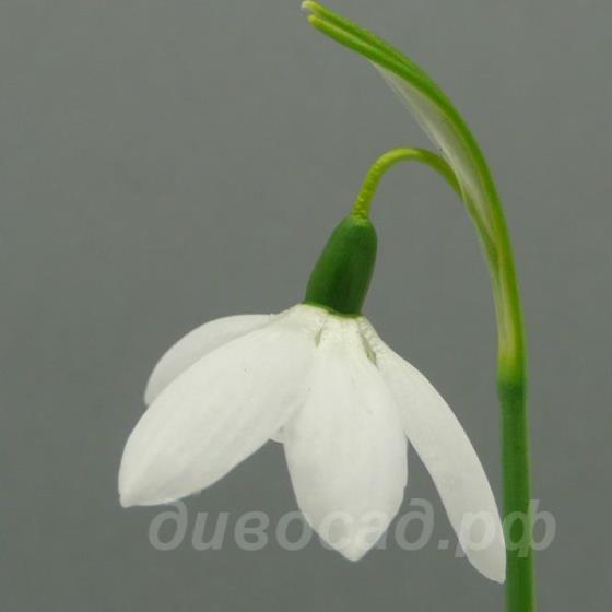 Galanthus Godfrey Owen