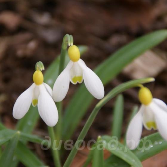 Galanthus Primrose Warburg