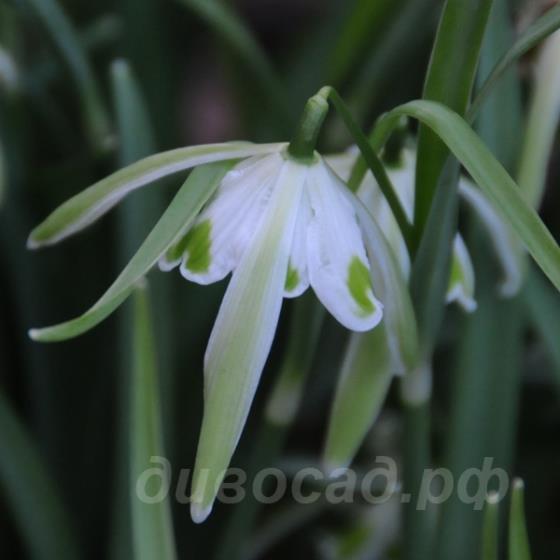 Galanthus Walrus