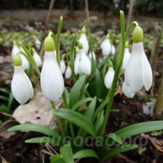 Galanthus lagodechianus