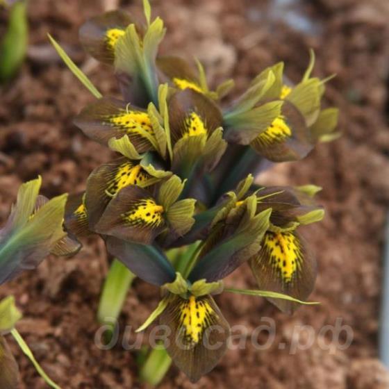 Iris reticulata Down to Earth