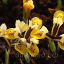 Iris reticulata Orange Glow