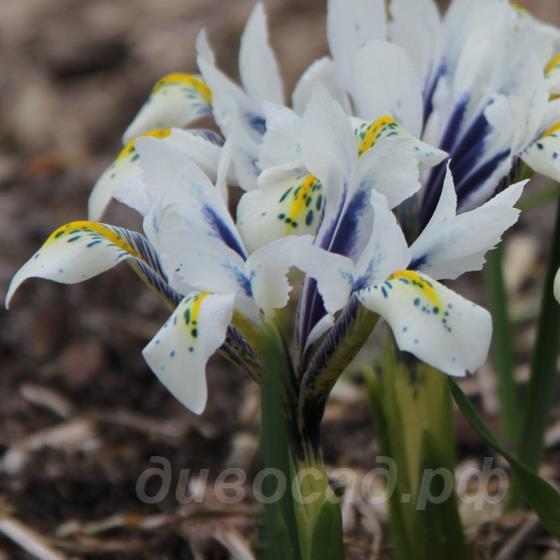 Iris reticulata Eye Catcher