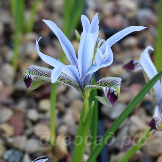 Iris avromanica