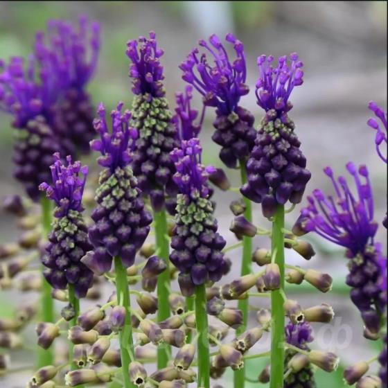 Muscari comosum