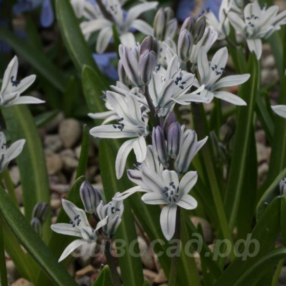 Scilla puschkinioides