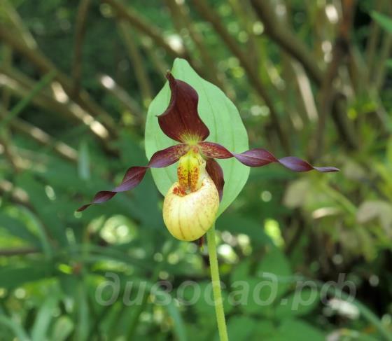 Cypripedium Cutie