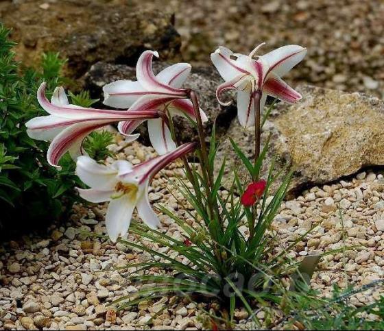 Lilium formosanum var. pricei