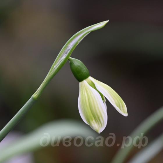 Galanthus Rosemary Burnham