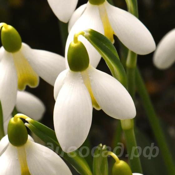 Galanthus Mother Goose