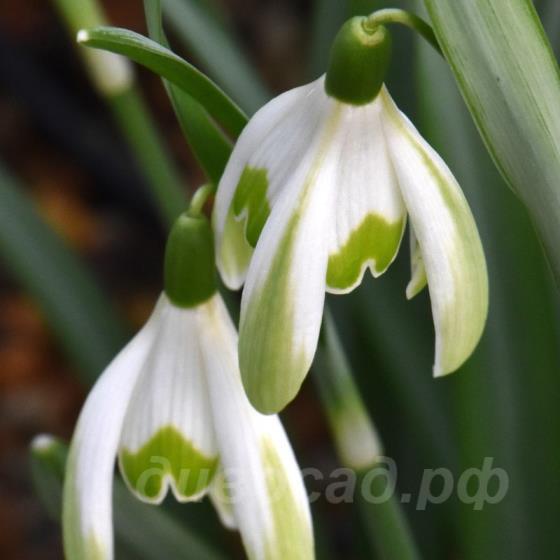 Galanthus Wilhelm Bauer