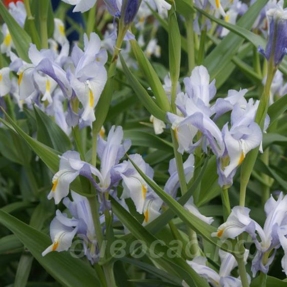 Iris magnifica