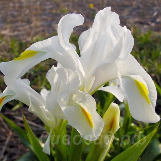 Iris magnifica var. alba