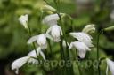 Eleorchis japonica White Flower
