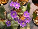 Hepatica asiatica (Violet - Purple group)