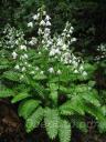 Pteridophyllum_racemosum