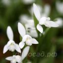   (Pogonia japonica) f. Alba