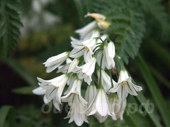 Allium triquetrum -  