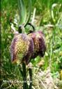 Fritillaria orientalis - Рябчик восточный