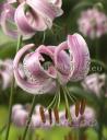 Lilium lankongense - Лилия ланконгская 