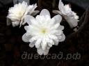 Печеночница (Hepatica) asiatica var. japonica f. magna (Double White)