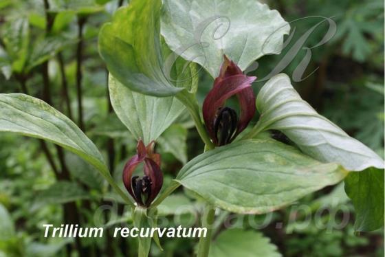   - Trillium recurvatum