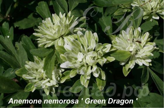   Green Dragon Anemone nemorosa Green Dragon