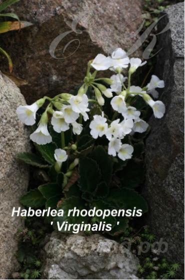   - Haberlea  rhodopensis