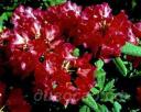 Rhododendron 'Axel Olsen'