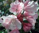 Rhododendron Bow Bells