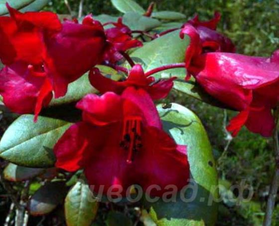 Rhododendron Elizabeth Lockhart