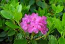 Rhododendron hirsutum Flore Pleno
