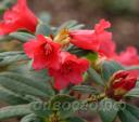 Rhododendron Little Ben
