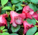 Rhododendron Lori Eichelsor