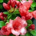 Rhododendron Molly Ann