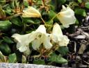 Rhododendron Moonstone