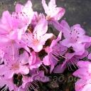 Rhododendron Pink Drift