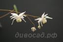 Горянка редкоцветковая (epimedium pauciflorum)
