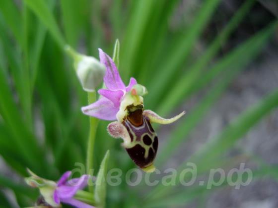 Офрис оводоносная — Ophrys oestrifera