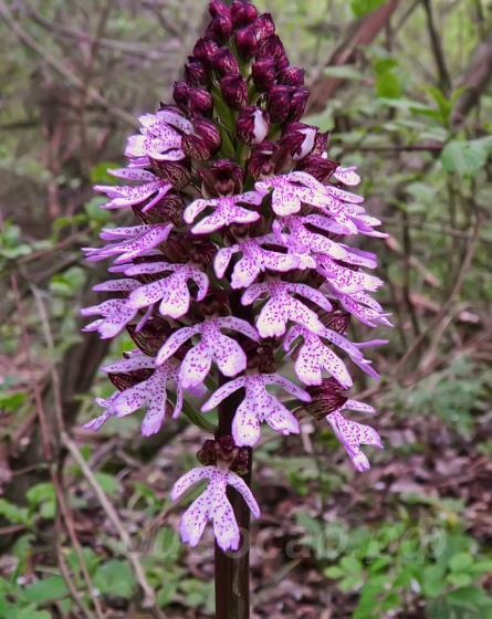    Orchis purpurea