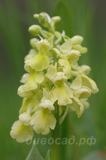   - Orchis pallens 