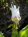 Erythronium sibiricum Белый царь