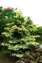 Picea pungens 'Fruhlingsgold'