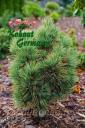 Pinus cembra 'Turrach 3' 