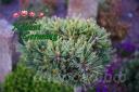 Pinus flexilis 'Lisa WB SDL # 2' 